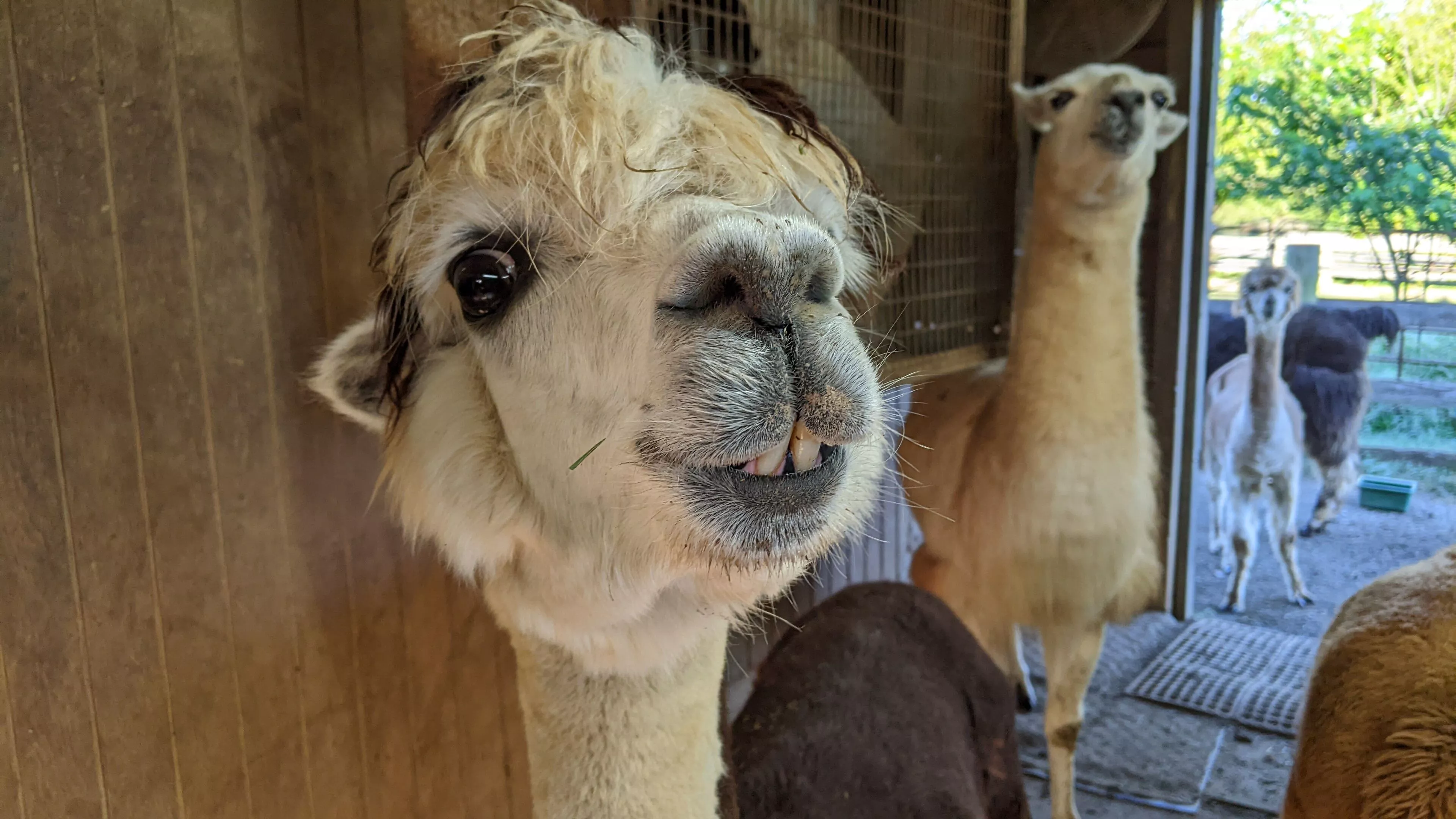 An image of an alpaca named Lacy
