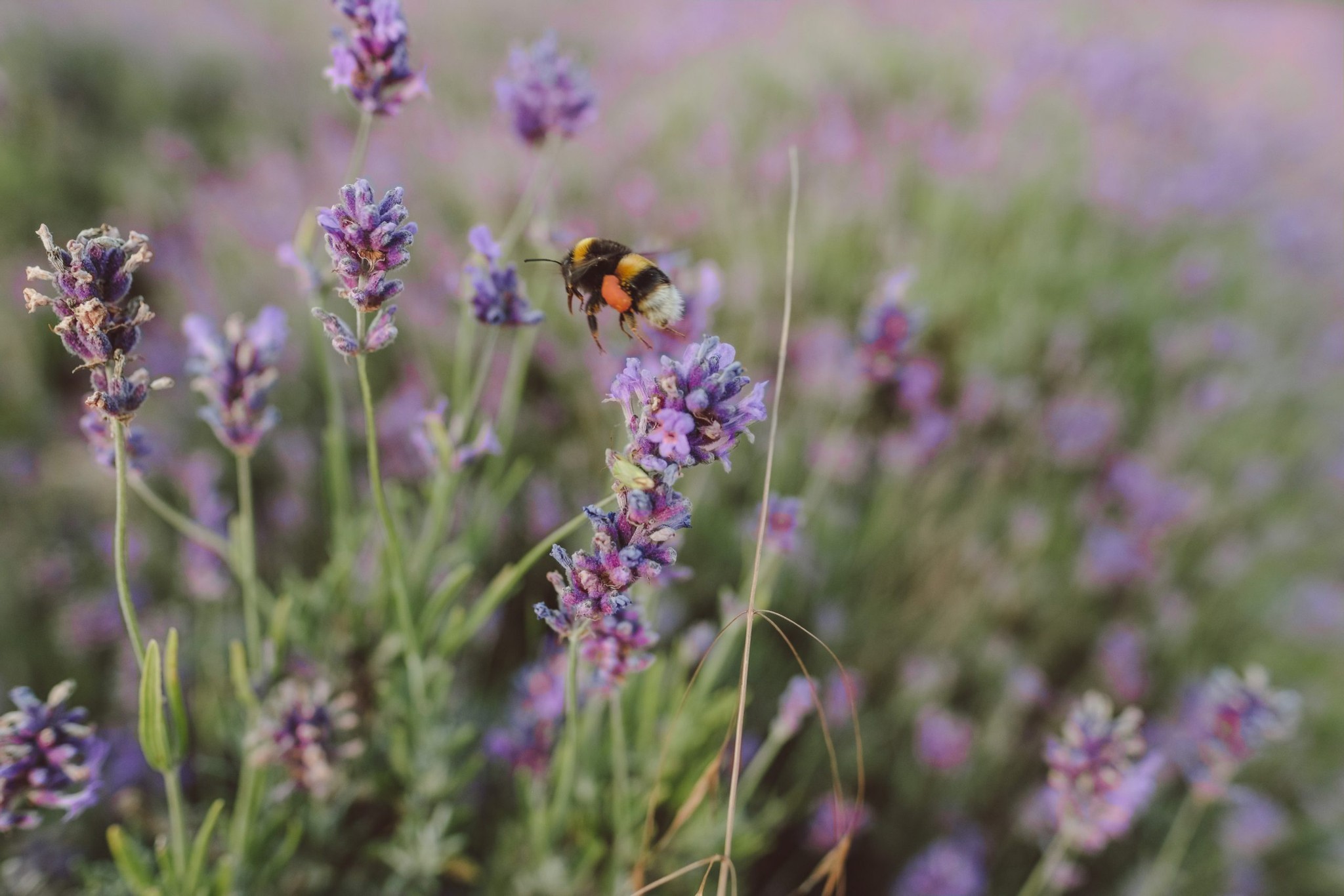 Visiting the UK’s largest lavender farm Castle Farm in Kent Chris