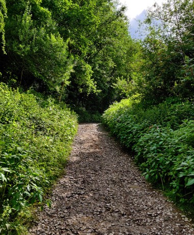 Stone path between thick green undergrowth and tall trees in Armley Park leeds