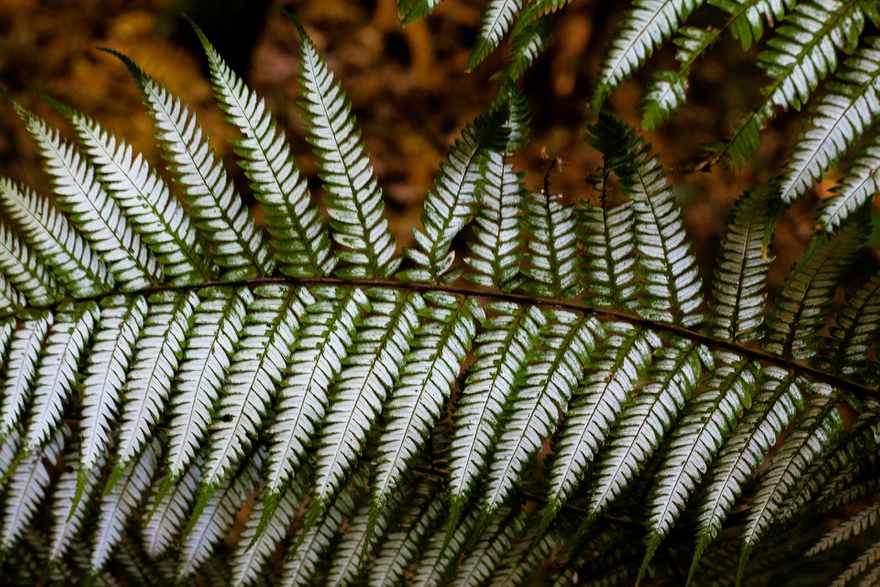 Silver Fern 1