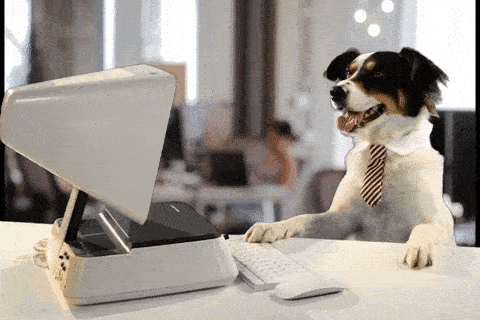 Perro con ropa de oficina sentado frente a una computadora