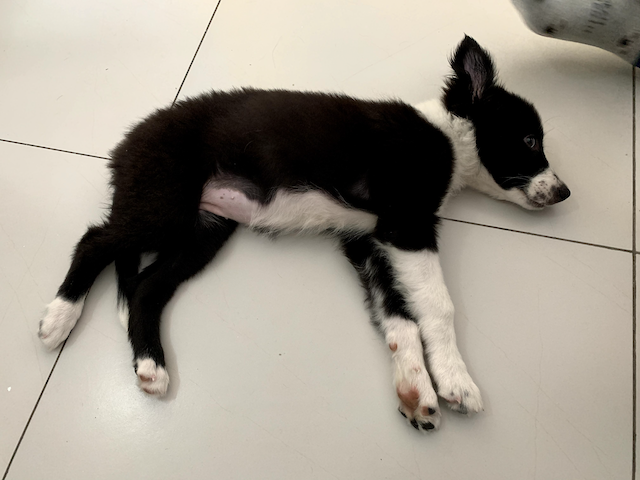 Nina, de pequeña, acostada en el piso del departamento, enseñando su panza rosa.