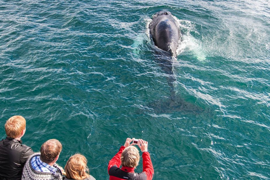 Whale Watching, Wal, Island