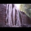 Cambodia Jungle Ruins 2