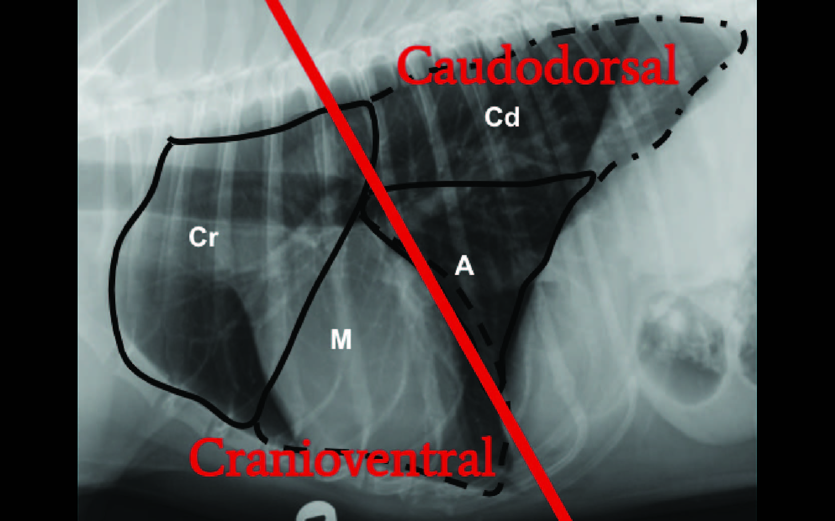 Radiographic distribution of pulmonary patterns
