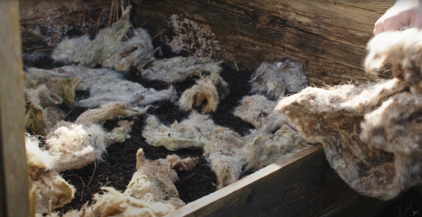 Torn wool on a compost heap