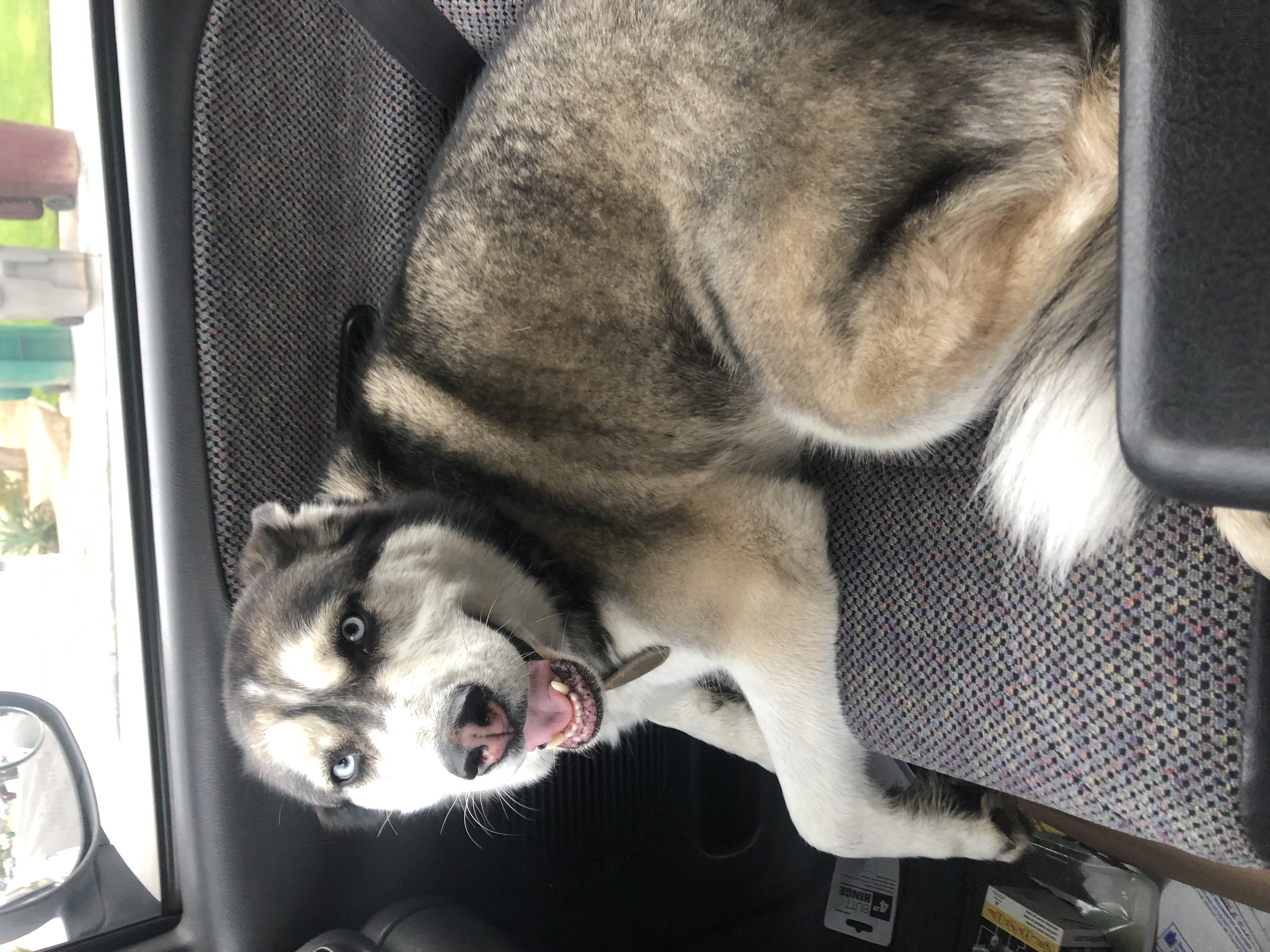 A black and white husky in the front seat of the car with a guilty look on her face and her tongue out.
