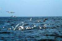 A flock of gulls on the water and in the air