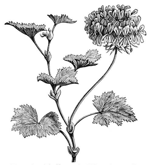 A horseshoe geranium flower