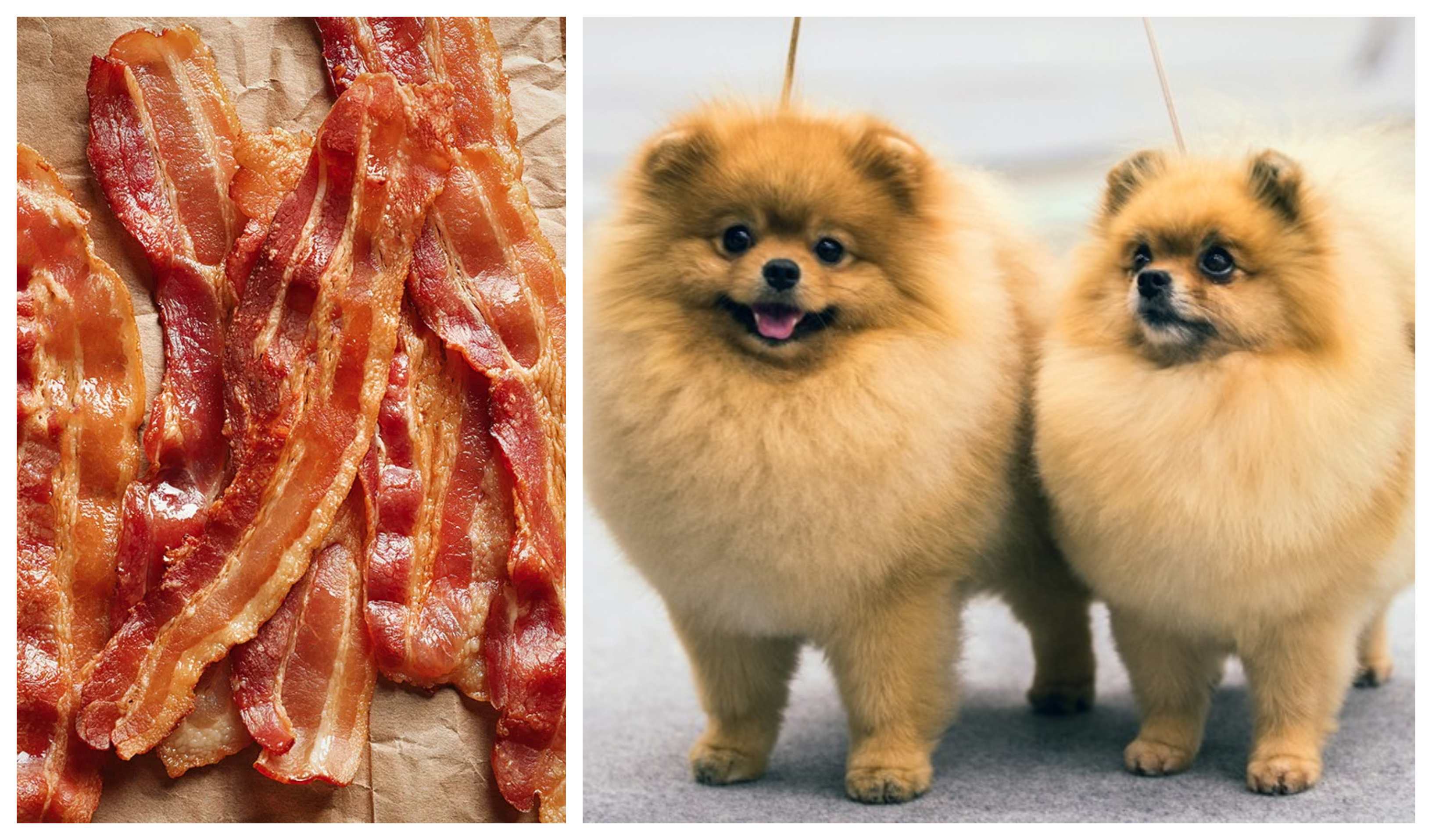 Can Dogs Eat Bacon Without Getting Ill