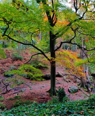 Looking down the bank towards Meanwood Beck in Adel woods. Golden leaves on the ground during Autumn.