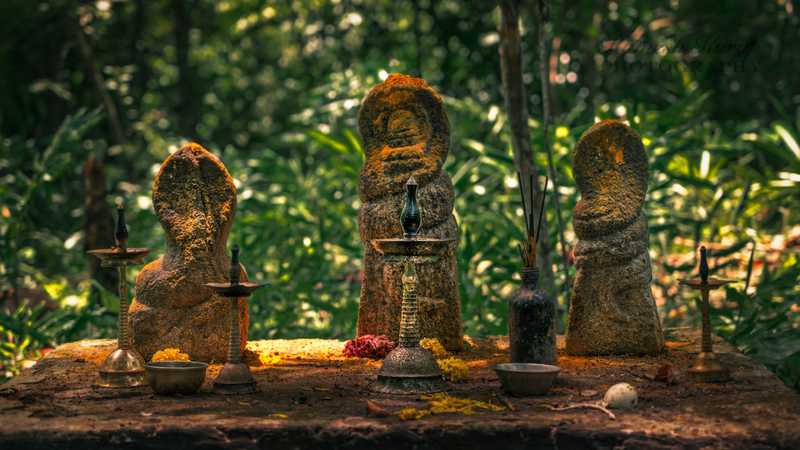 Naga idols in Sarppakkavu