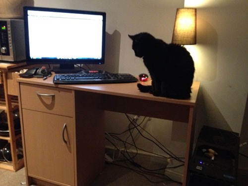 yes that’s Puds again, she likes to sit on my arm as I try to type my desk