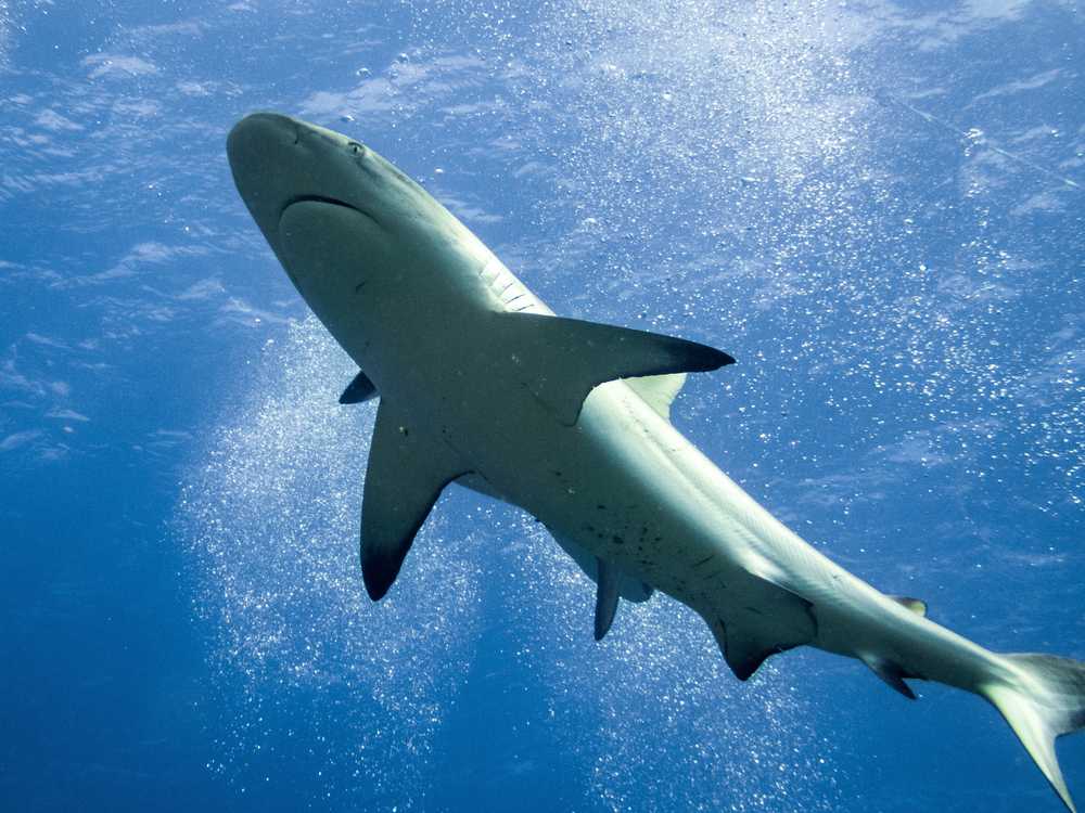 Grey Reef Shark, Coral Sea