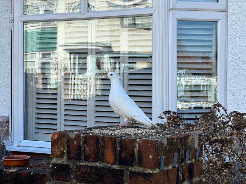 A white dove standing beside some seed on a wall outside my house. Some bird shit can be seen on the window behind it.