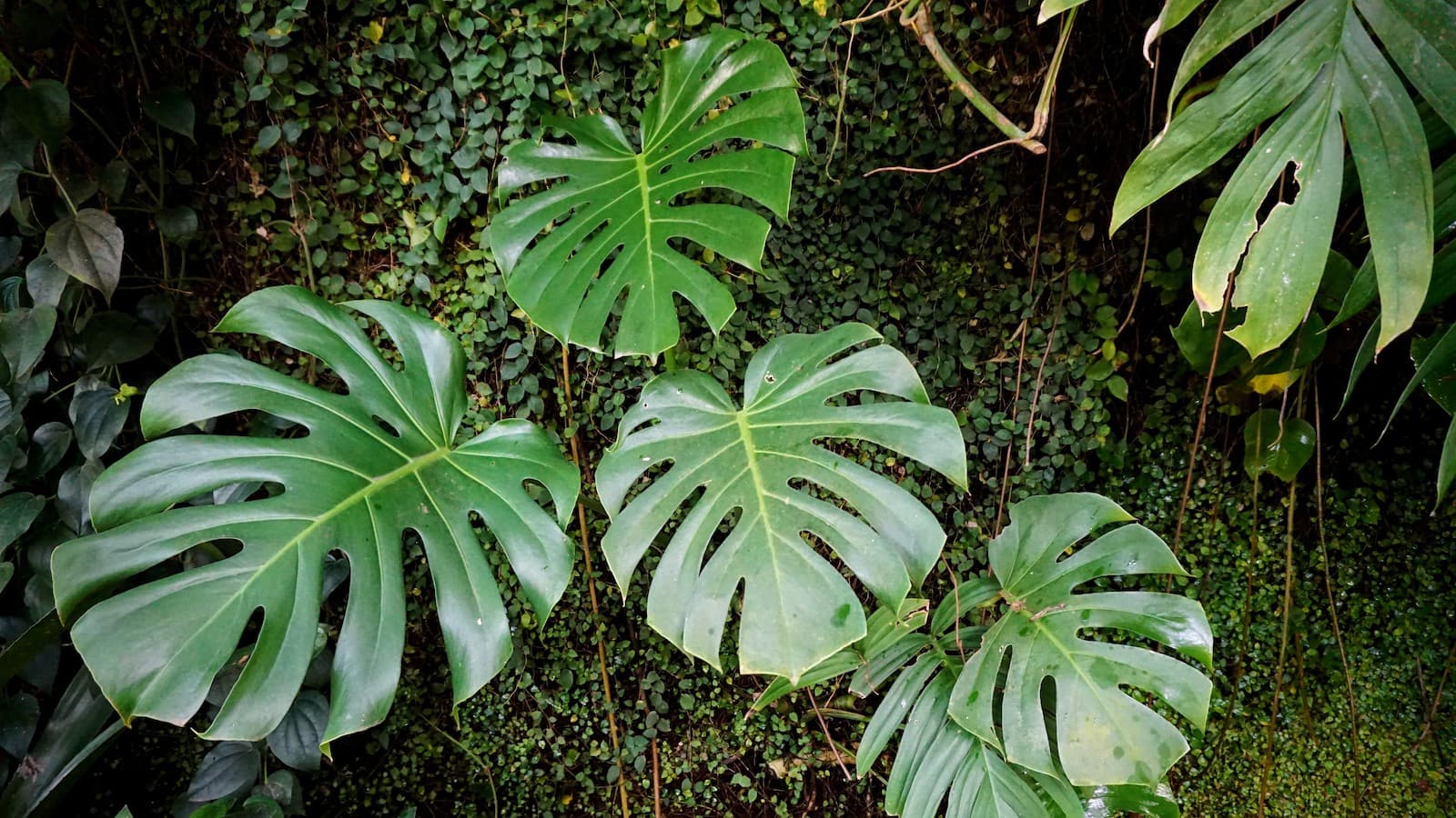 Monstera plants in Madrid's Real Botanical Garden