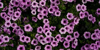 purple flowers