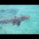 Belize Sharks 2
