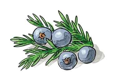 Illustration of Juniper Berries