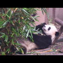 China Pandas 16