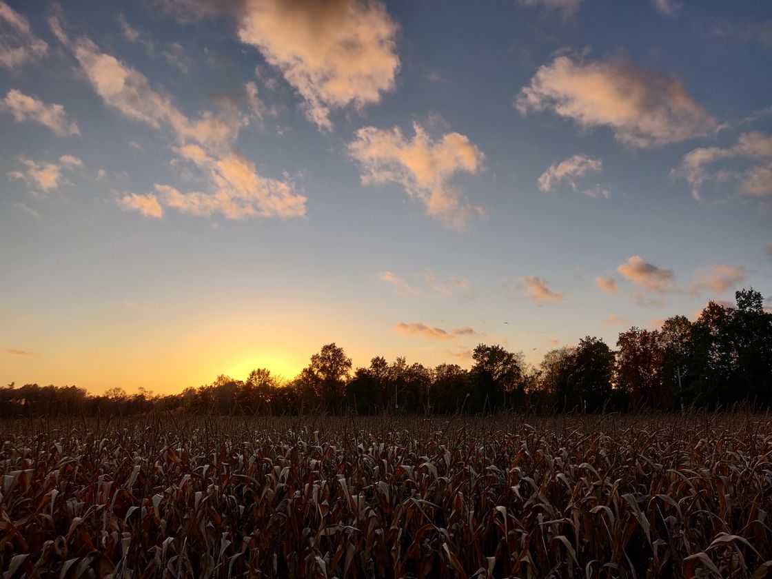 A corn field and a line of trees at the horizon are illuminated by the last yellow-orange sunlight in a blueish sky with a few wooly clouds.