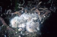 Long-eared Owl chicks in the nest