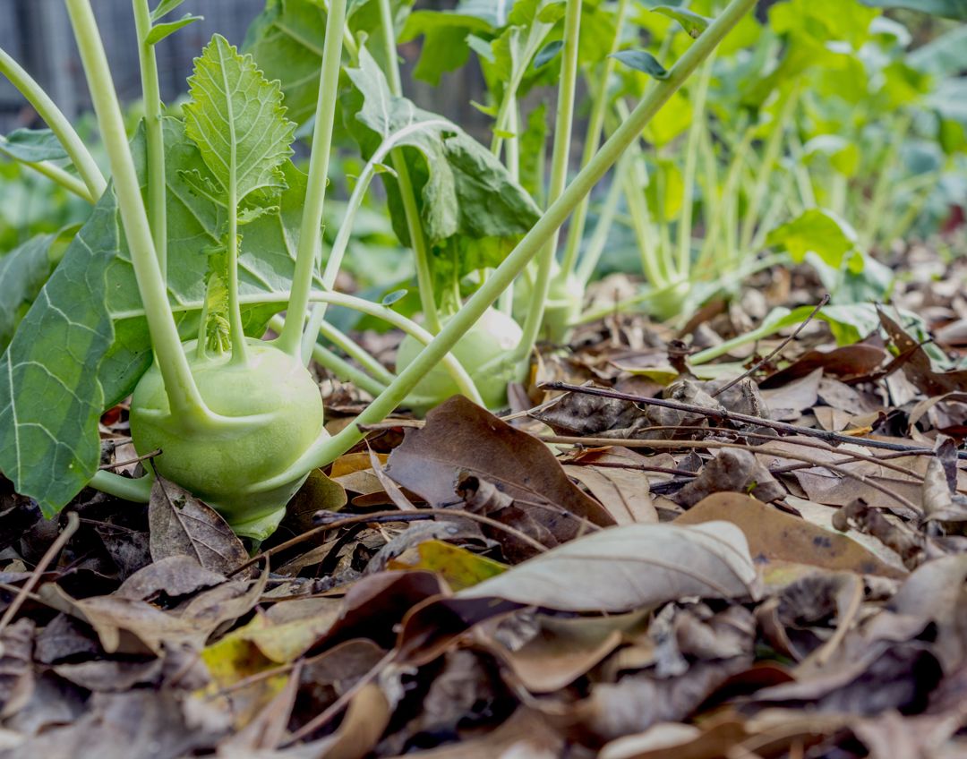Kohlrabi plants mulched with leaves