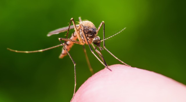 A close-up photo of a mosquito biting someone&#039;s finger