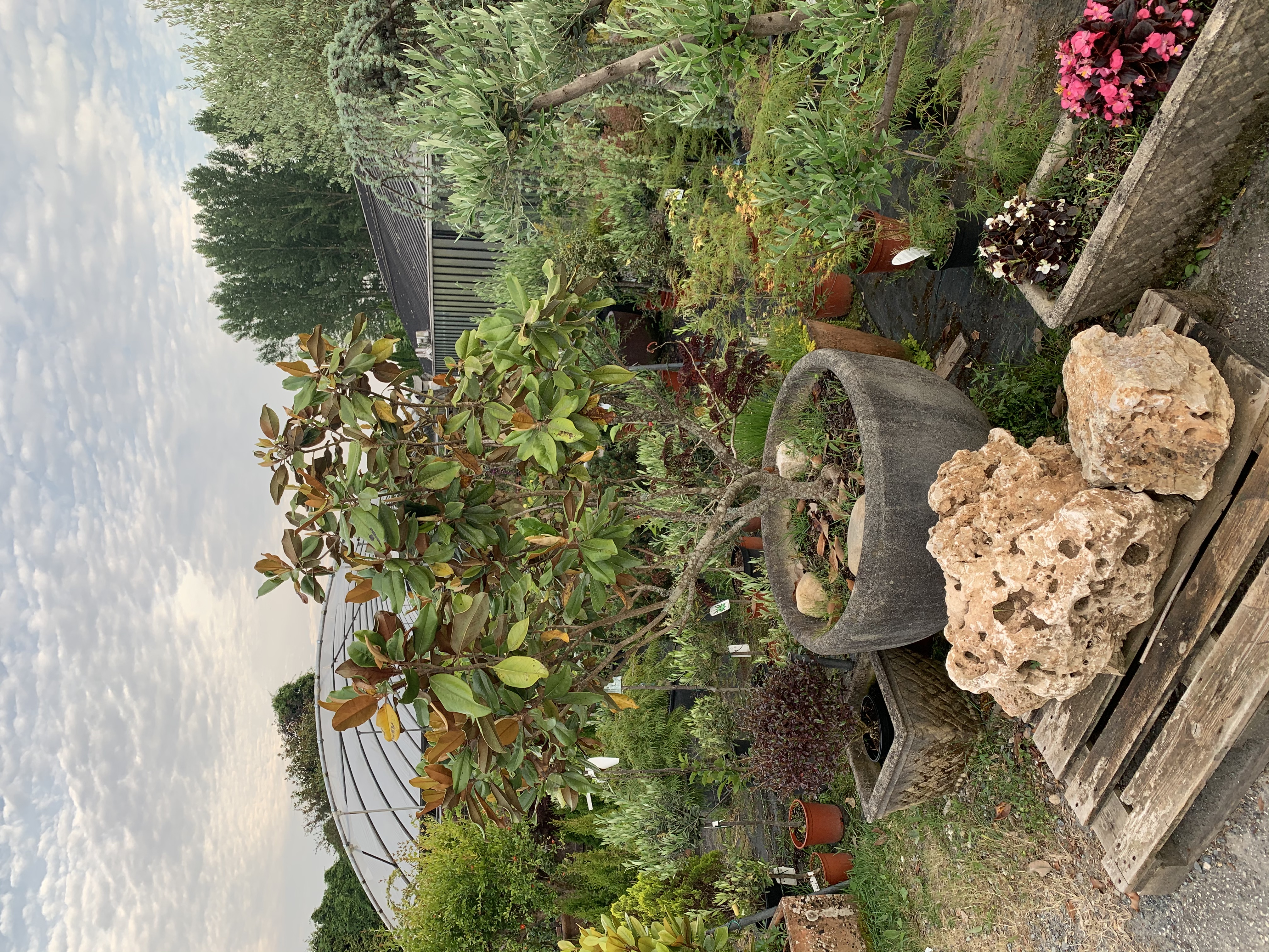 Foto de plantas a la venta