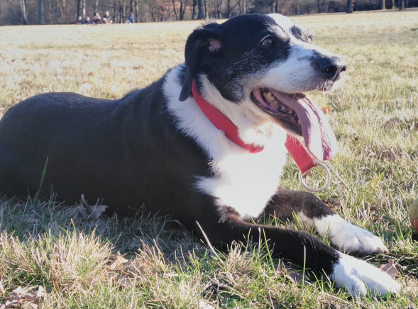Rita (Border Collie Mix)