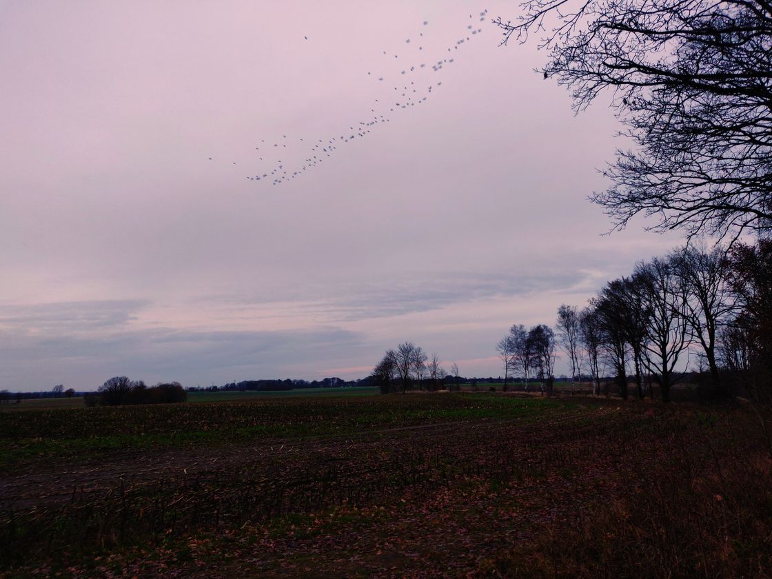 A harvested field during sunset. The sky is a blueish color with a warm tint. A flock of birds forms a long streak in the sky.