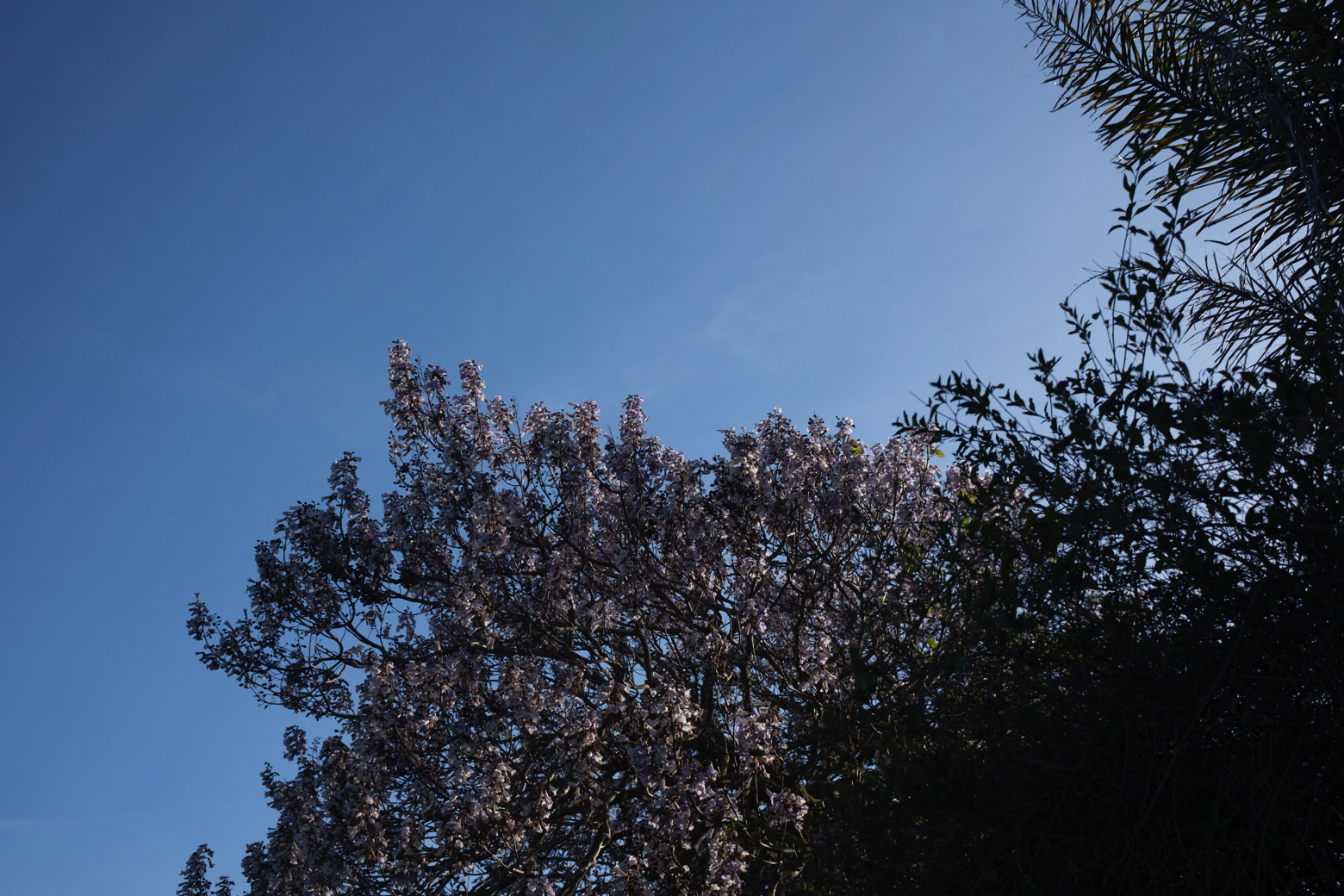 A tree with flowers on every branch stretches up into a big blue sky.
