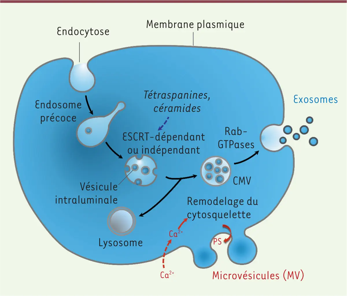 Cells release exosomes via two mechanisms