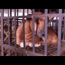 China Animal Markets 7
