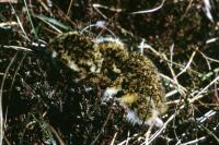 A Golden Plover chick