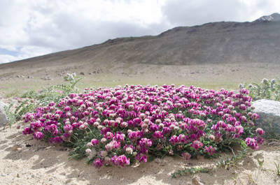 Ab und zu gibt es auch noch Blumen in dieser Höhe