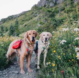 Dog-Friendly Hikes: Idaho