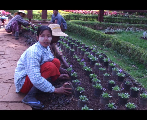 Burma Gardens 10