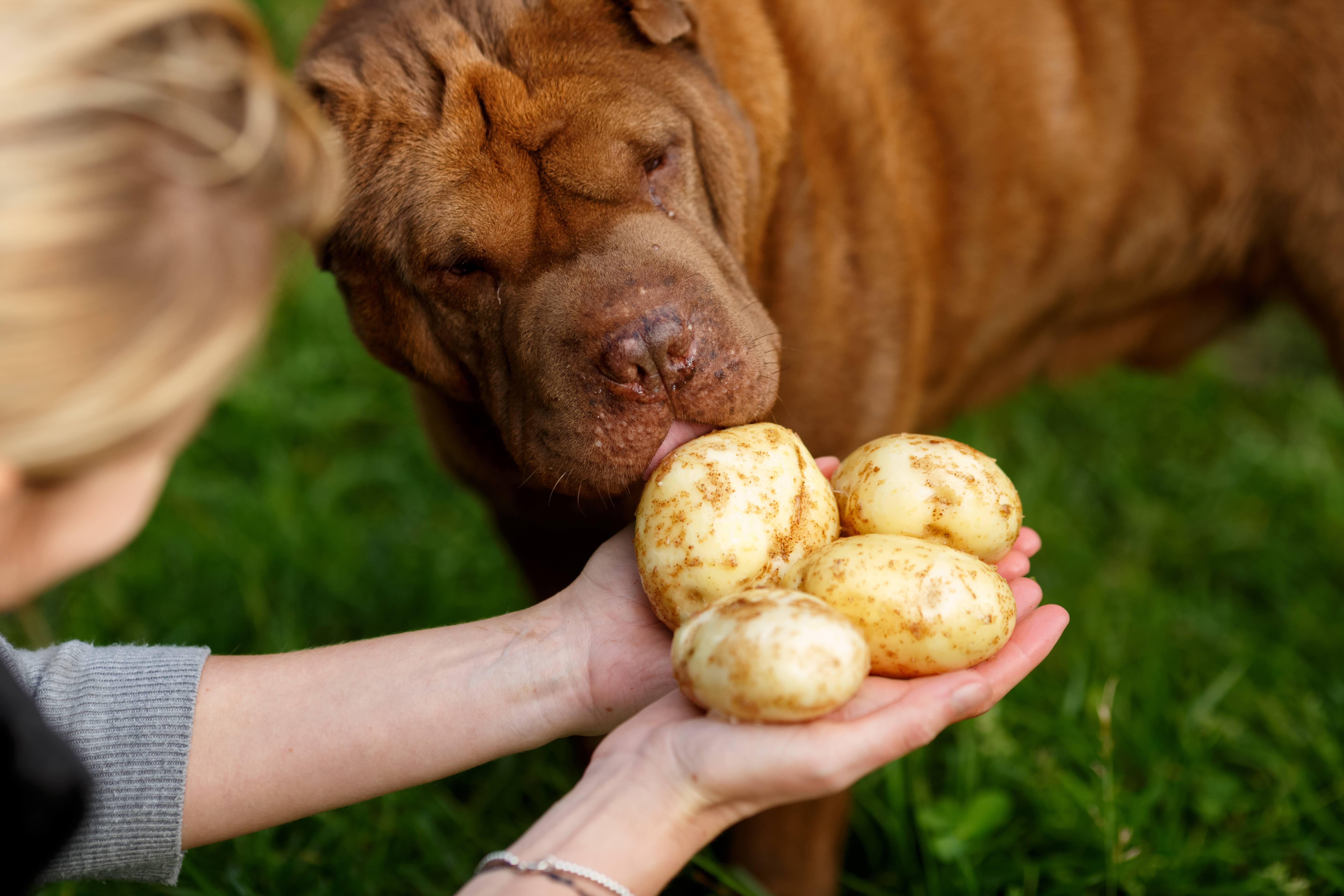 Можно собаке вареную картошку. Картошка. Картофель и собака. Собака ест картошку.