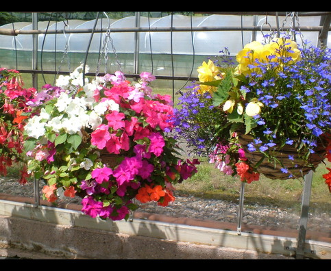 England Hanging Baskets 28