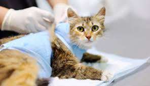 when to spay your cat