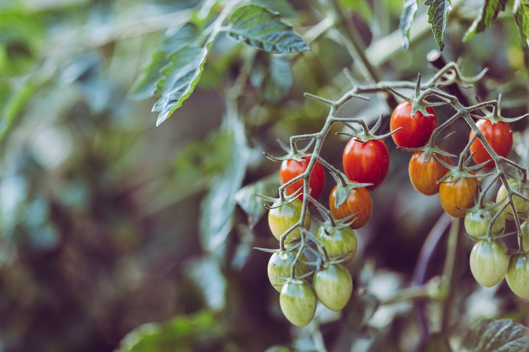 Cherry tomatoes in a garden