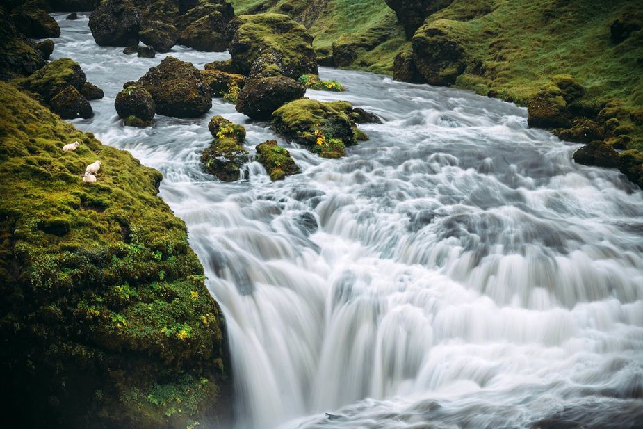 Wasserfall, Schafe, Island