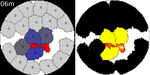 Heterogeneous, delayed-onset killing by multiple-hitting T cells: Stochastic simulations to assess methods for analysis of imaging data