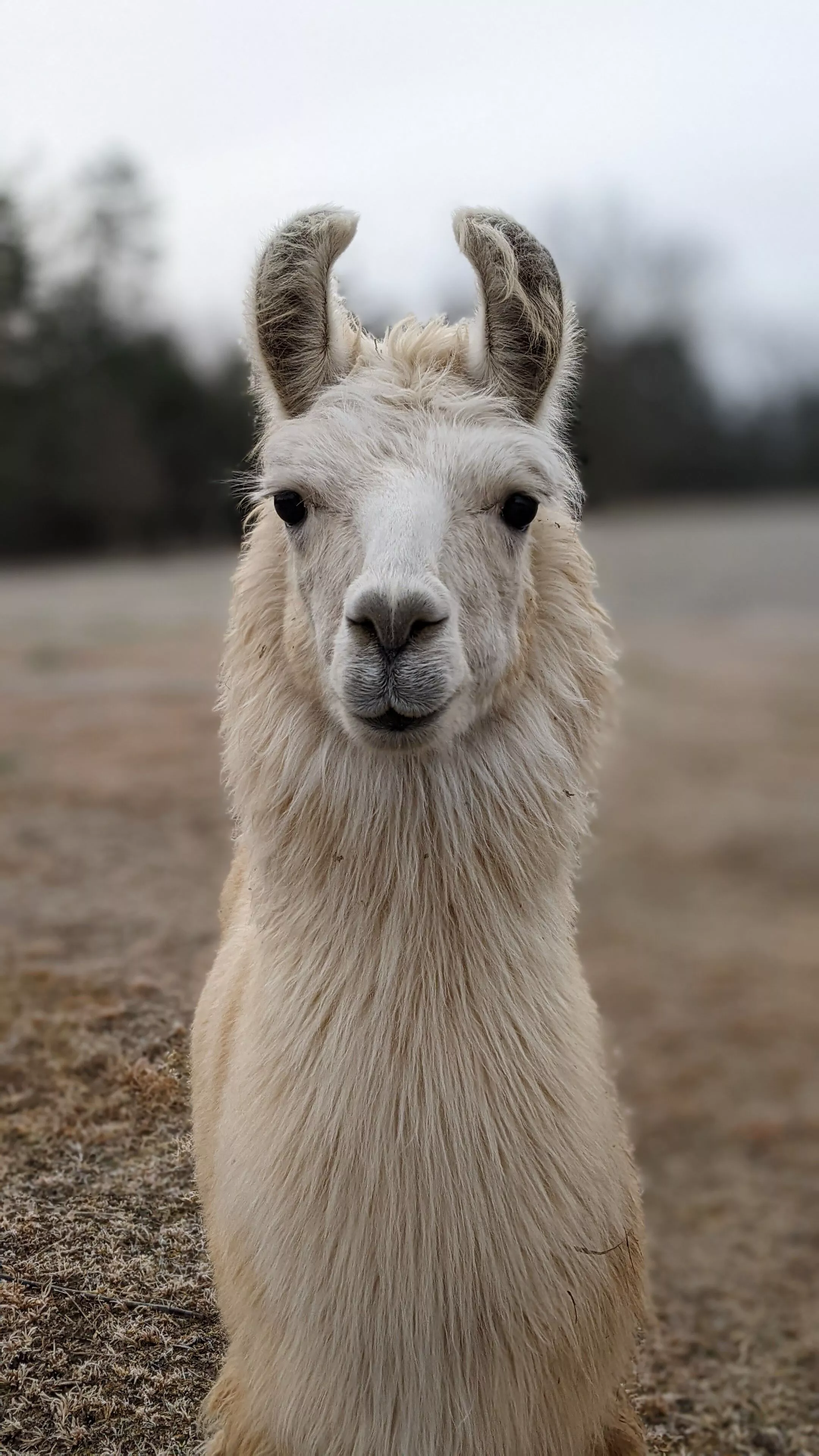 A portrait image of a llama named Thomas