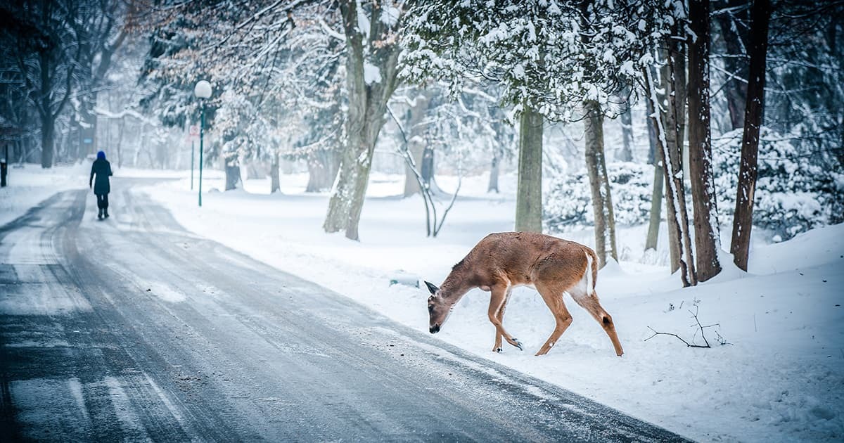 Driving Safe this Holiday Season