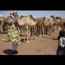 Somalia Camel Market 4