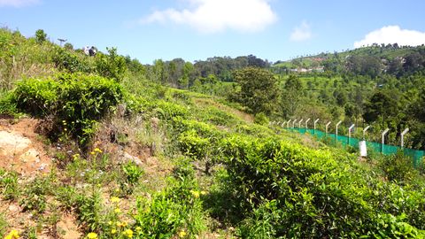 View of High field
