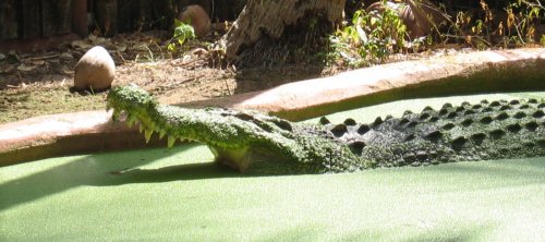Croc, Museum on Green Island