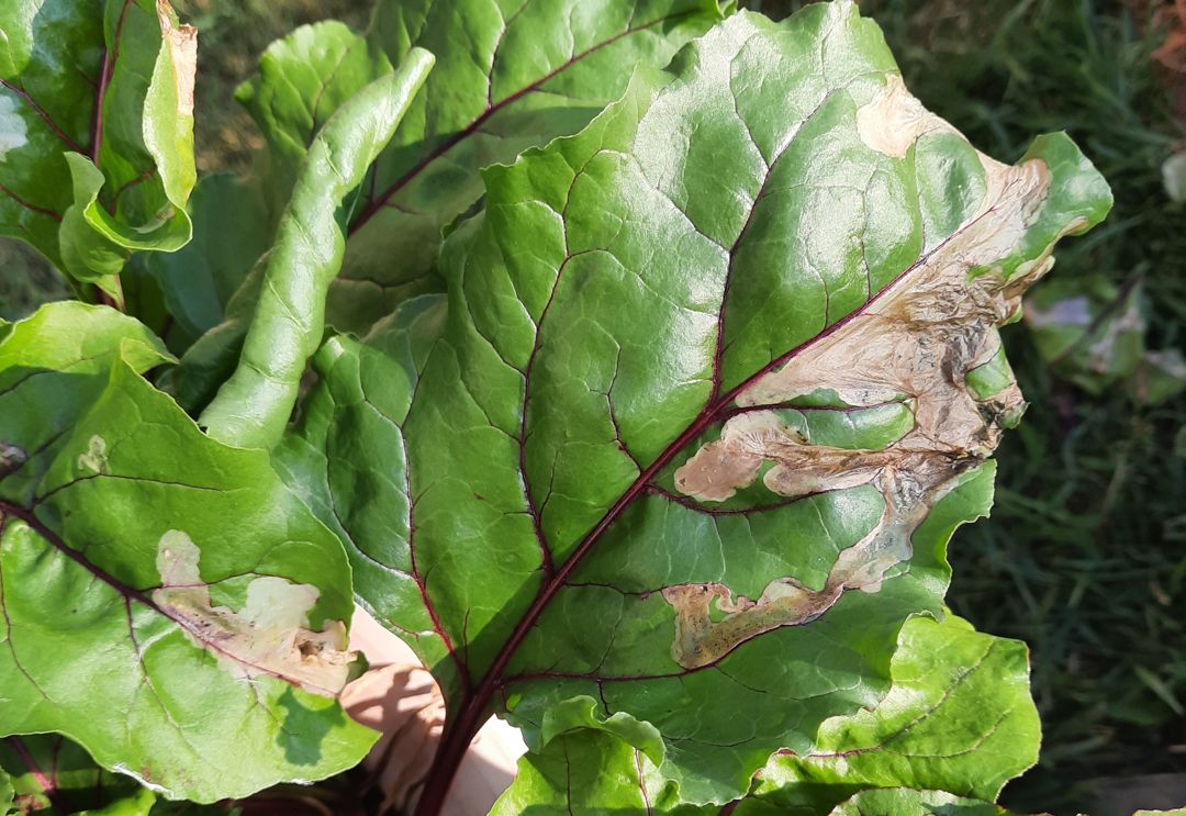 Leaf miner damage in beet leaves